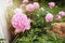 Pink Peonies Growing in the Garden