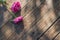 pink peonies on old dark wooden background in sunlight