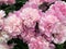 Pink peonies, top view. fresh flowers