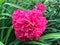 Pink peony against the background of green leaves