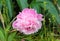 Pink Peony Arrives in Spring Garden