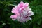 Pink peony on a background of green leaves