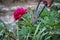 Pink peony in bloom cut with an old iron scissors