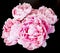 Pink Peony blooms on a black background