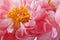 Pink Peony Blossom closeup