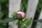 Pink Peony Bulbs 2019