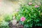 Pink peony bush on sunny garden or park background