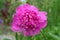 Pink peony in close up picture, Paeonia lactiflora, Sara Bernhardt.