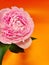 pink peony, cut flower, fresh peony petals, fragrant flowers, delicate pink, orange background, full peony