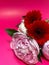 pink peony, cut flower, fresh peony petals, fragrant flowers, delicate pink, peony and gerbera bouquet, red gerberas