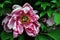 Pink peony faded soft flower with yellow pestle, top view, soft green blurry leaves