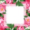Pink peony floral botanical flowers. Watercolor background illustration set. Frame border ornament square.