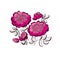 Pink peony floral sketch. spring flower