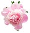 Pink peony flower