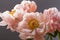 Pink peony flower bouquet  on a black background