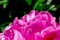 Pink peony flower,close-up with selective focus and dark blurred background. Single lush peony head,