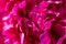 Pink peony flower,close-up with selective focus and dark blurred background. Single lush peony head,