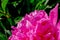 Pink peony flower,close-up with selective focus and dark blurred background. Single lush peony head,