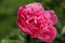 Pink peony flower on green background. Soft focused shot. Spring blossom