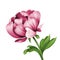 Pink peony flower and green curly leaves illustration, isolated