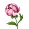 Pink peony flower and green curly leaves illustration, isolated