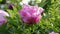 Pink peony flower natural background