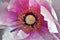 Pink peony flower petals close up macro texture detail with yellow pestle, blurry natural organic