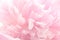 pink peony flower petals macro shot, elegant natural floral wedd