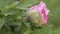 Pink peony flower after rain