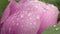 Pink peony flower after rain