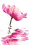 Pink peony flower reflecting in water isolated