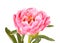 Pink peony flower, stem and leaves on white