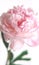 pink peony flower. summer and spring botany concept. vertical size. blogger good morning concept. wedding and