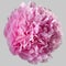 Pink peony flower terry isolated