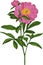 Pink peony flower. Vector