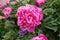 Pink peony flowers blooming on a background of pink peonies. The garden of peonies