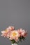 Pink peony flowers bouquet on a solid background