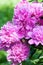 Pink peony flowers closeup petals view