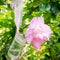 Pink peony flowers in a glass jar.