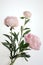 pink peony flowers isolated on white background isolate, fresh spring flowers bouquet