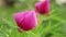 Pink peony flowers spring background