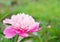 Pink peony in a garden