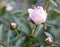 Pink peony in the garden in bloom