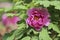 Pink peony and green leaves in the sun