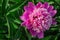 pink peony growing in the garden, water drops, close-up