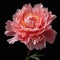 Pink Peony: A Hyperrealistic Floral Masterpiece In Black