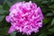 Pink peony (lat. Paeonia) in the garden close-up