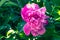 Pink peony outdoors. Single paeonia in green garden, springtime concept. Flower head close-up. Floral vibrant pattern