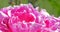 Pink Peony (Paeonia) Flower