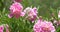 Pink Peony (Paeonia) Flower